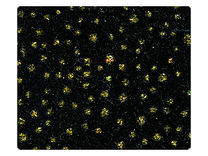 115 Gold Dots Black Velvet Fabric Swatch 