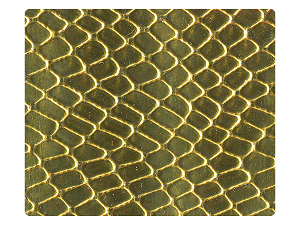 173 Snake Gold PU Fabric Swatch 